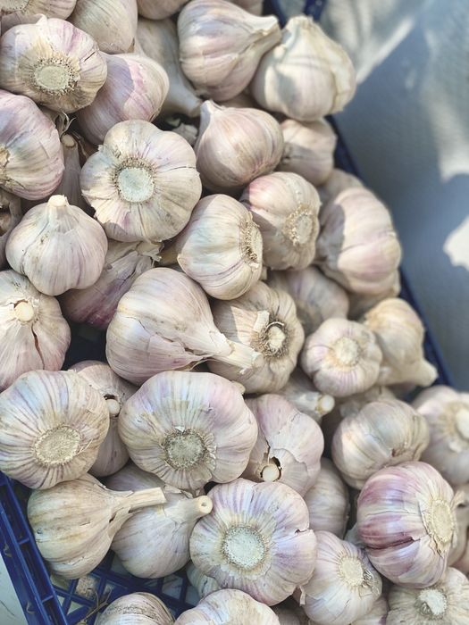 Чеснок великий озима