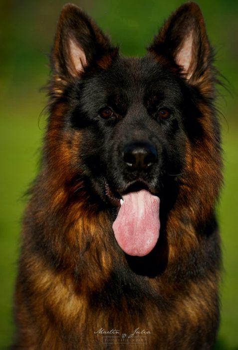 Owczarek Niemiecki Długowłosy SZENIĘTA