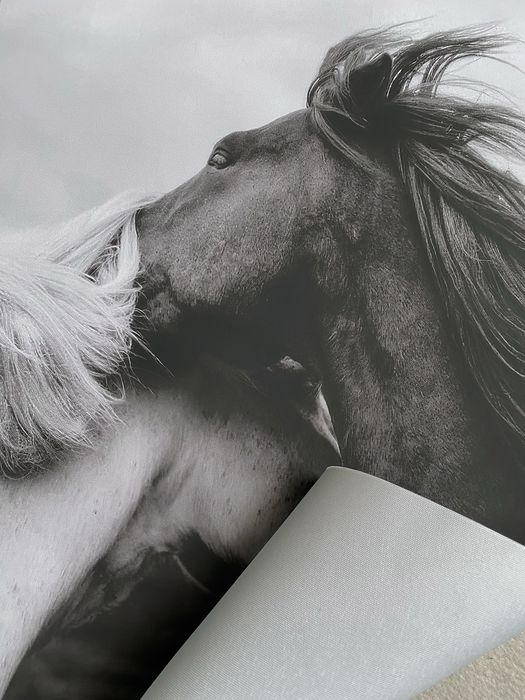 Obrazek na płótnie HD / Portrait– Horses Black & White (40x60)