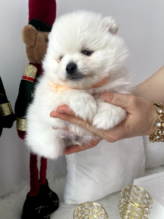 Померанські шпіци — Гарантовано закохаєтесь з першого погляду