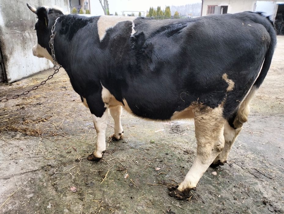 Jałówka wysokcielna