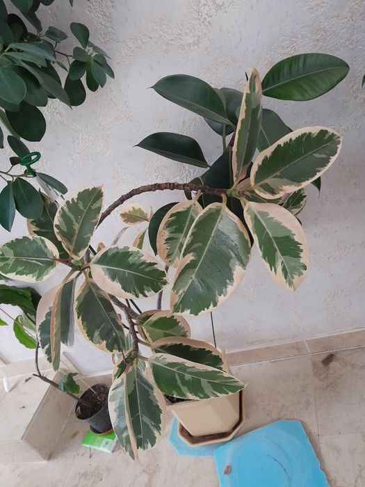 Фікус каучуконосний Еластіка з біло-зеленим листям
