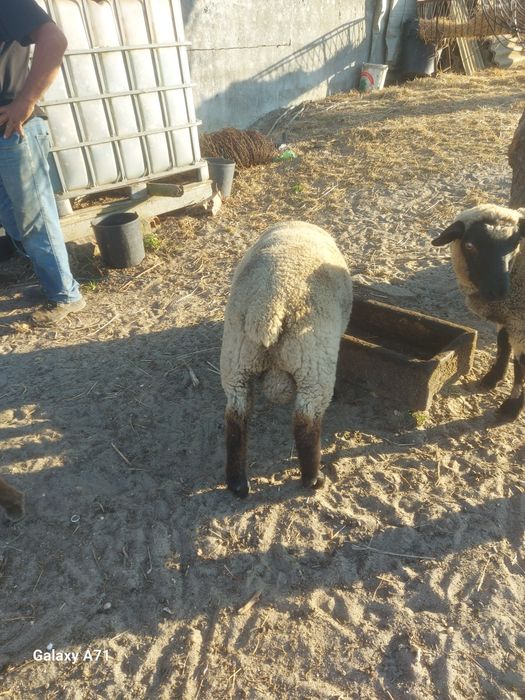 Borrego  macho sulfox