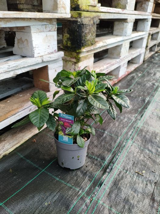 Gardenia Jasminoides - planta em vaso