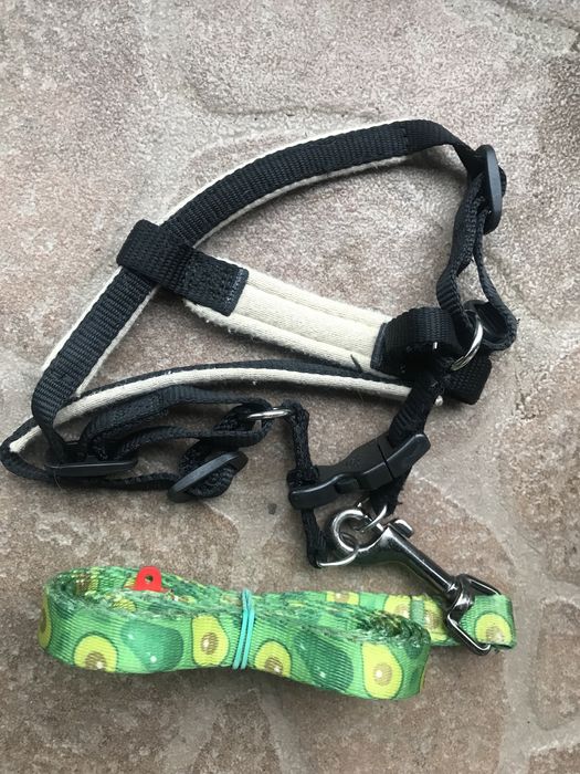 Повідець для собак