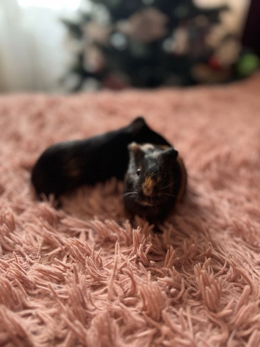 Морські свинки Рівне