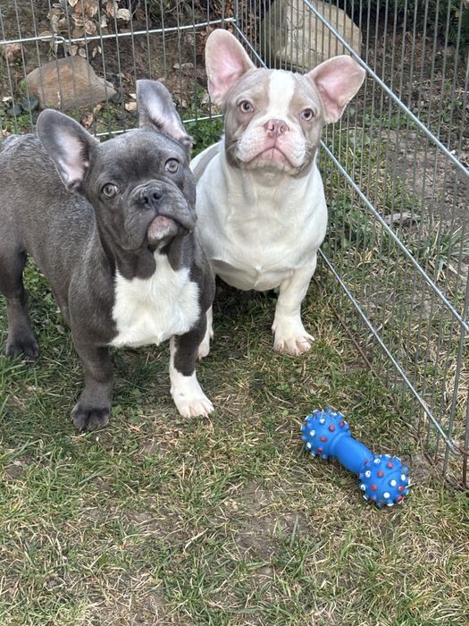 Buldog francuski szczenie