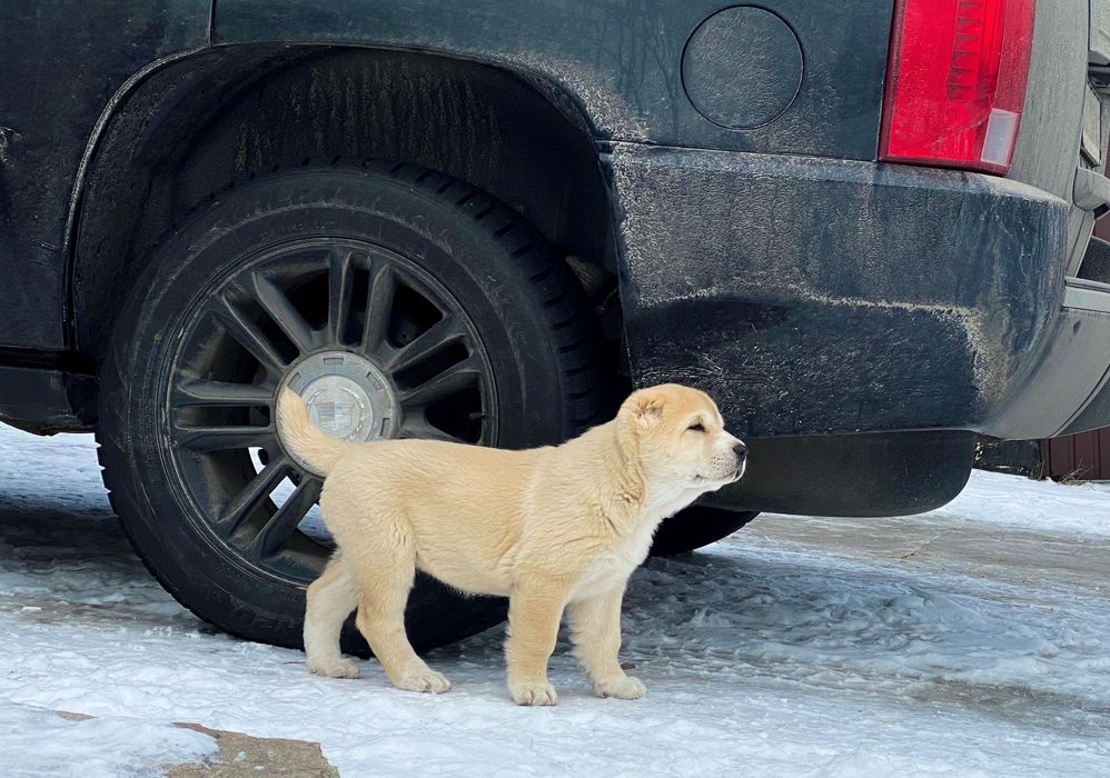 Высокопородные Щенки Среднеазиатской Овчарки/Алабай