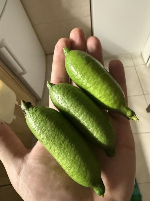 Limão Caviar produção nacional