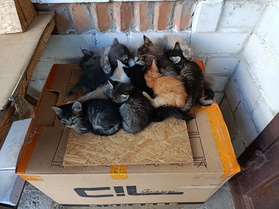 Кошенята для відлову мишів
