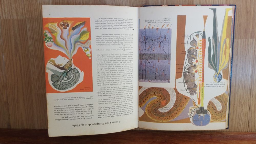 As Maravilhas do Corpo Humano o que é e como funciona