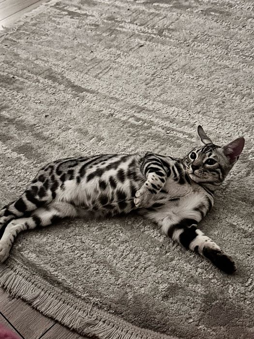 Бенгальский кот пол годика. С документами