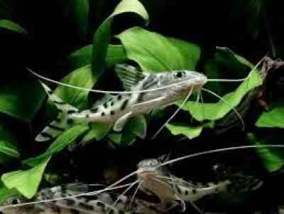 GB Sum Pimelodus Pictus, Mandi mały - dowóz ryb!