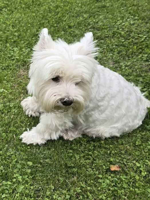 Piesek West highland white terrier