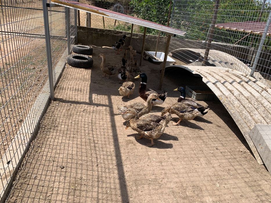 Vendo casal de patos Rouen