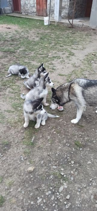 Сибірська  хаскі