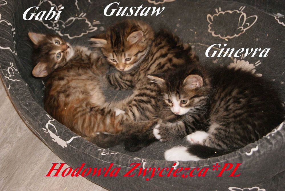 Syberyjskie kocięta - kocurek i 2 koteczki - hodowla Zwycięzca*PL