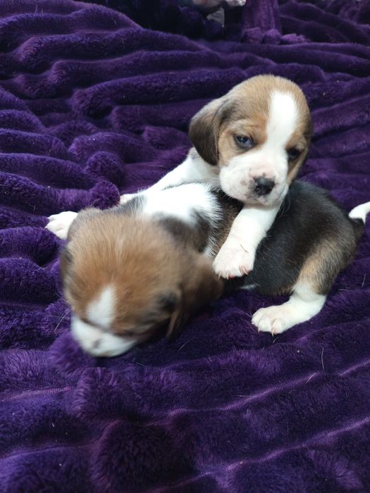 Piesek rasy Beagle gotowy do odbioru