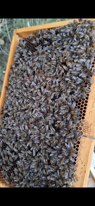 Apicultura - Retiro Enxame de Abelhas ( sem custos )