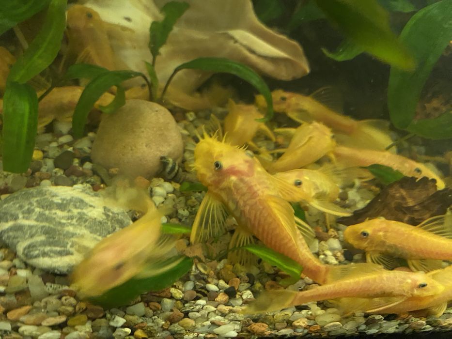 Glonojady L144  różnej wielkosci