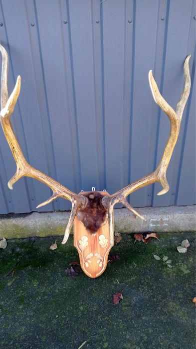 Продам роги оленя великі.