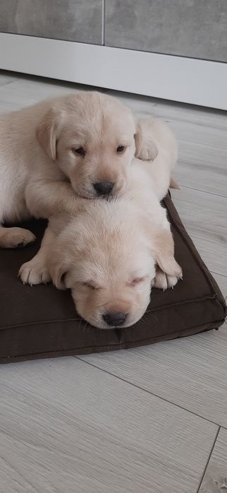 Лабрадор-ретрівер