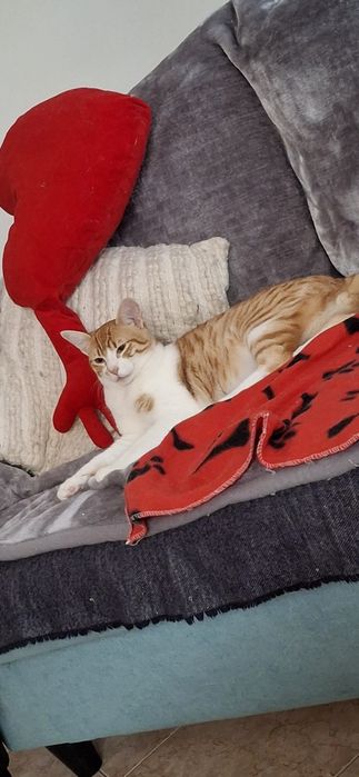 Gato 8 meses para adopção responsável