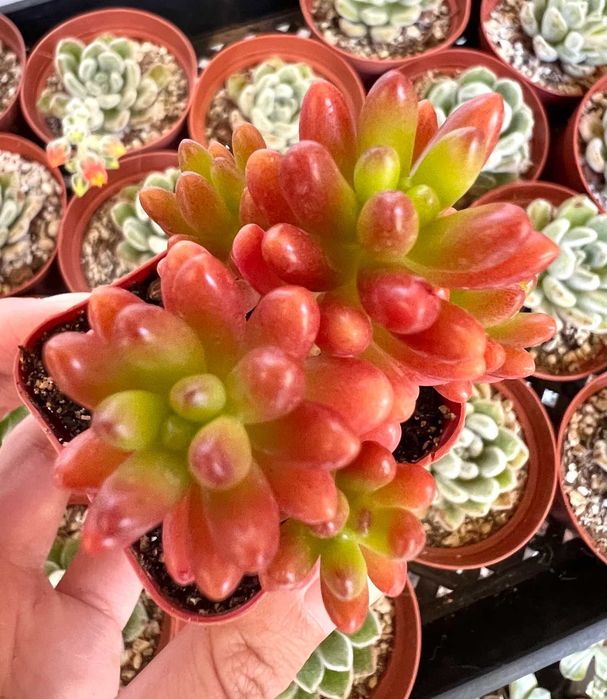 Sedum Rubrotinctum, planta suculenta, natural