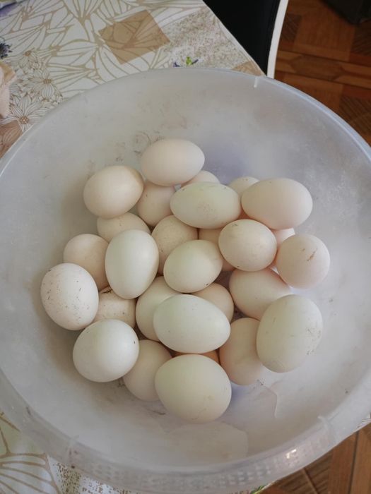 Jaja lęgowe bantamki