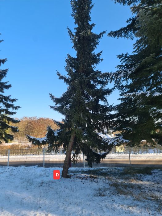 Oddam Drzewo świerkowe za wycinkę