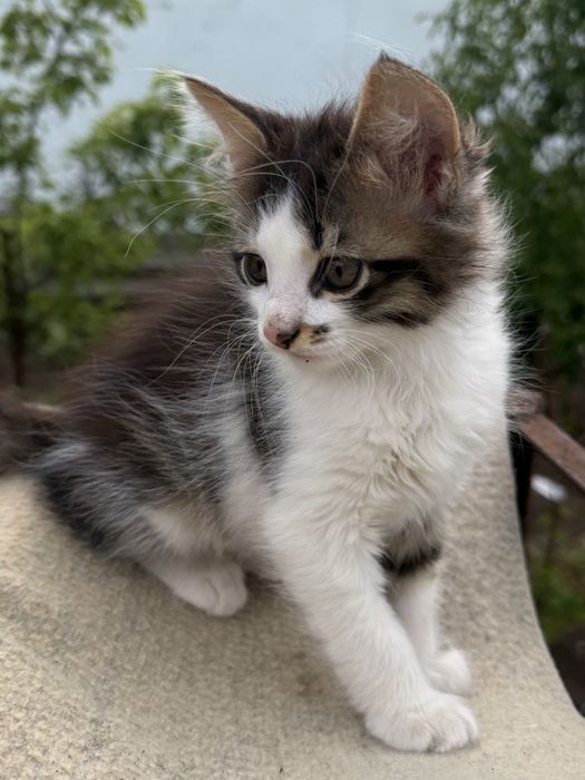 Подарую двох котиків