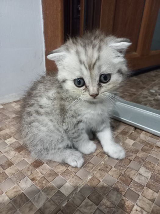 Продам кошенят шотландської породи .