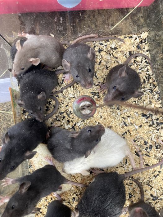 Пацючки на зоомагазин різноколярові