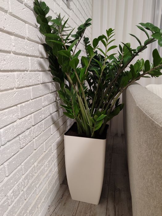 Замиокулькас 1 метр