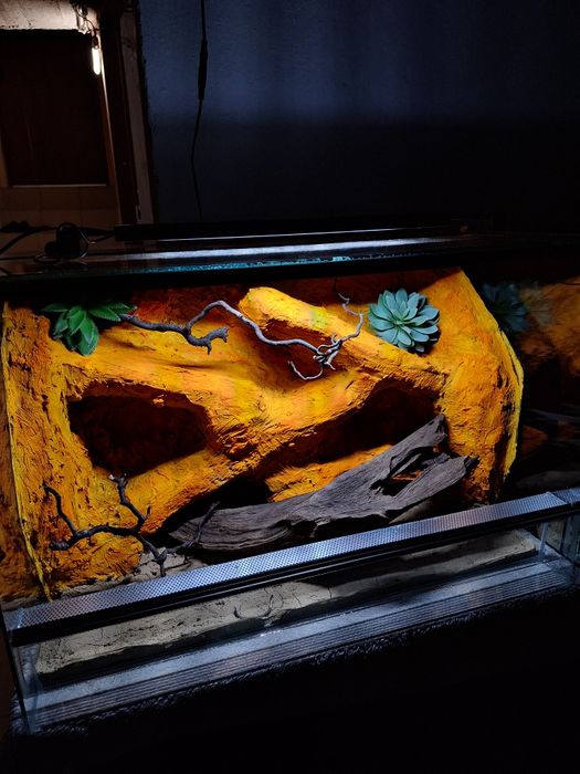 Terrarium z gekonem lamparcim agama legwan wąż