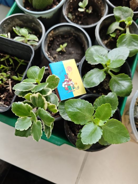 Каланхоє червоне