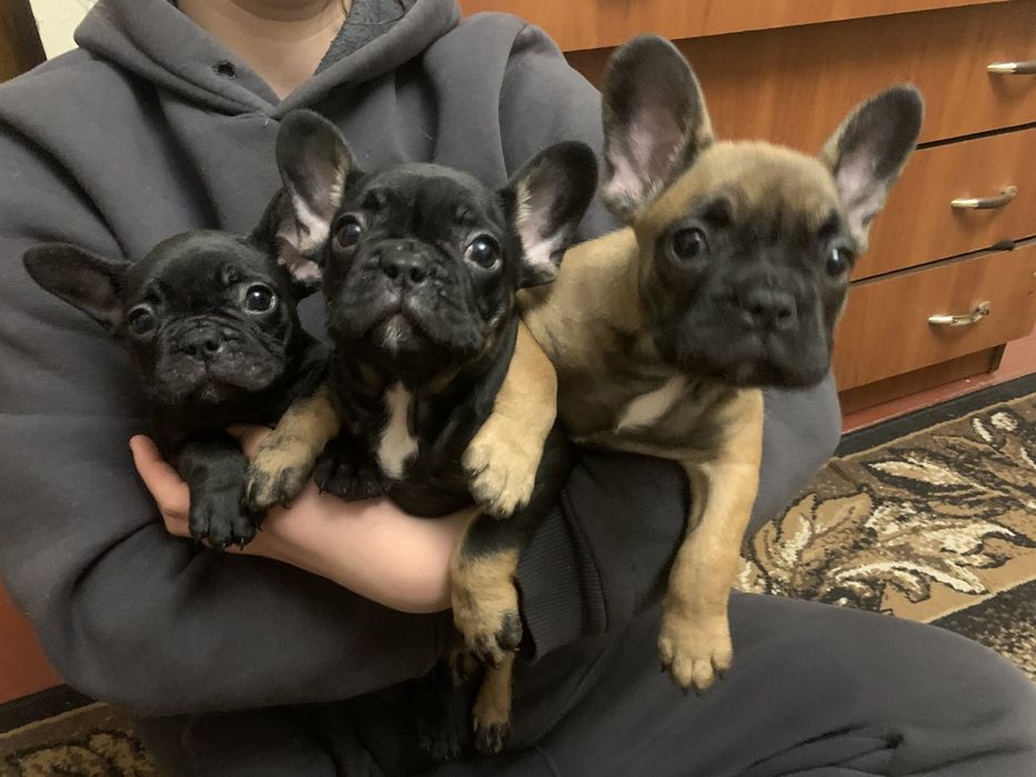 Продаються чудові цуценята французького бульдога?Ціна договірна?