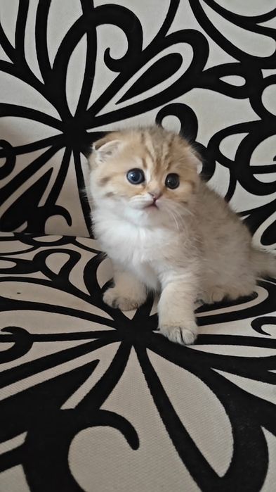 Чистокровные вислоухие золотые шиншиллы