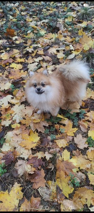 В'язка померанський шпіц