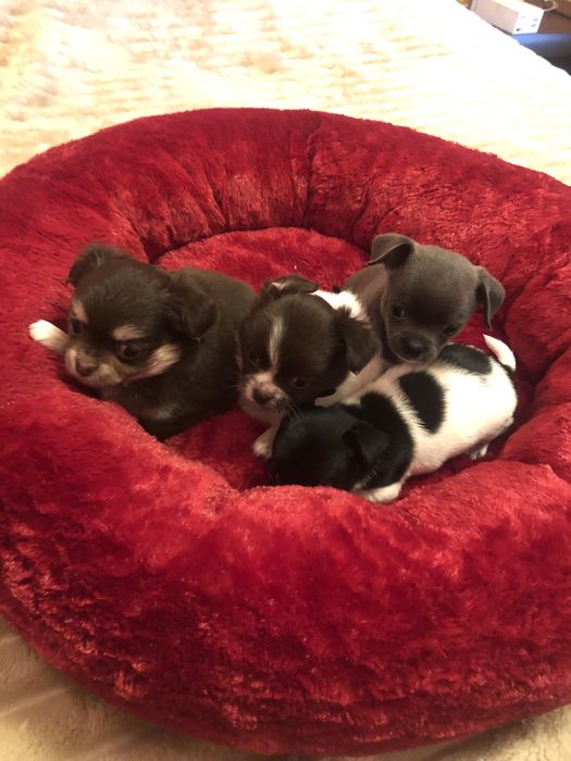 Щенки чихуахуа девочки