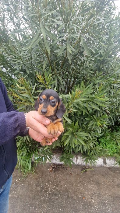 Teckel Preto Afogueado Macho