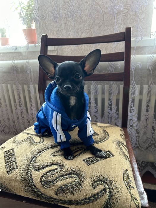 Злучка чихуа, хлопчик