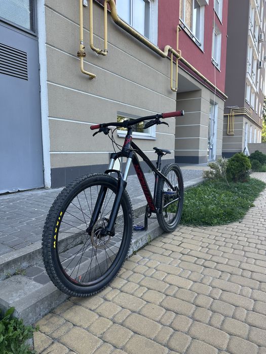 DARTMOOR sparrow intro 2021