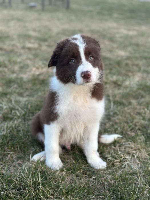 Border Collie czekoladowy piesek, ZKwP FCI