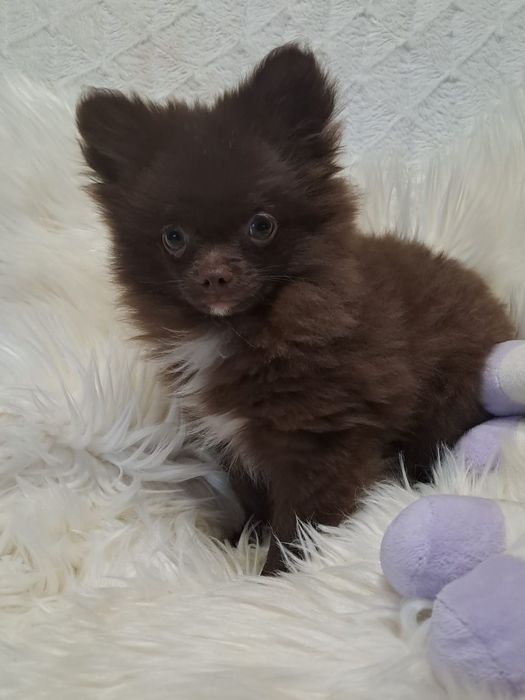 ***WHILLY **pomchi  gotowy do odbioru