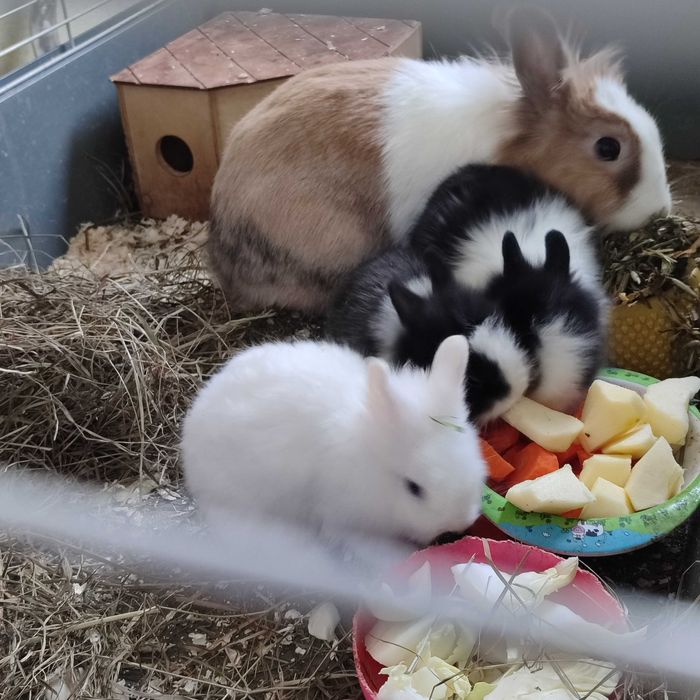 Króliki długowłose