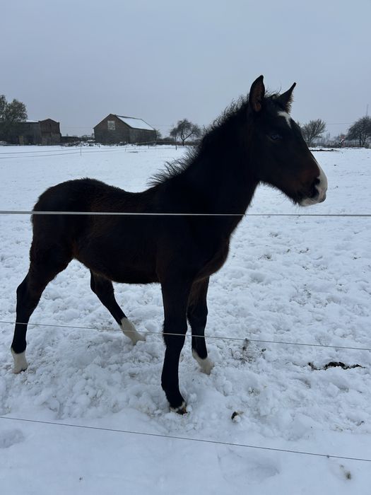 Wyjątkowy ogierek z potencjałem