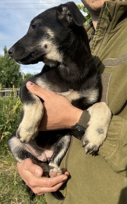 Цуценя 2,5 місяці. Дівчинка