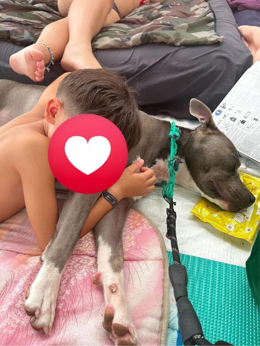 Adoção Responsável