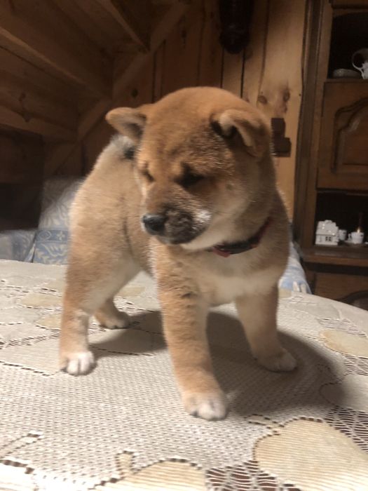 Shiba Inu,, urodziły się cudeńka, Rajsobie(FCI).